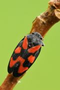 Cercopis vulnerata